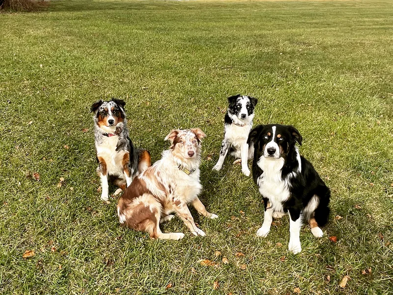 Clover Bell Farm Australian Shepherds