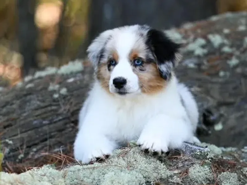 Clover Creek Aussies