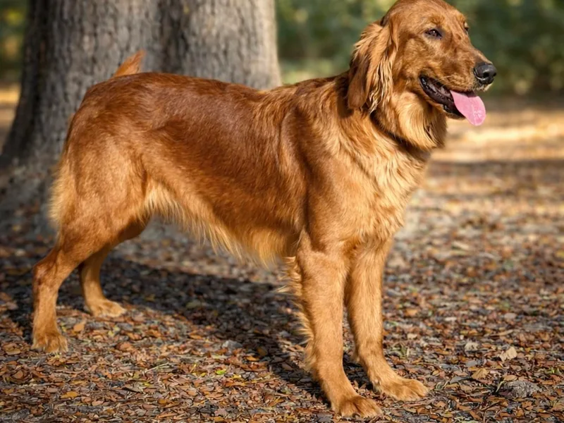 Clover Creek Goldens
