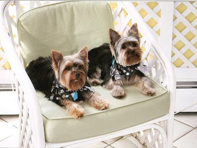 Clover Hill Yorkies