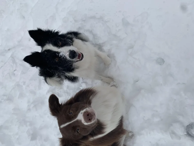☘️ Clover Leaf’s Border Collies