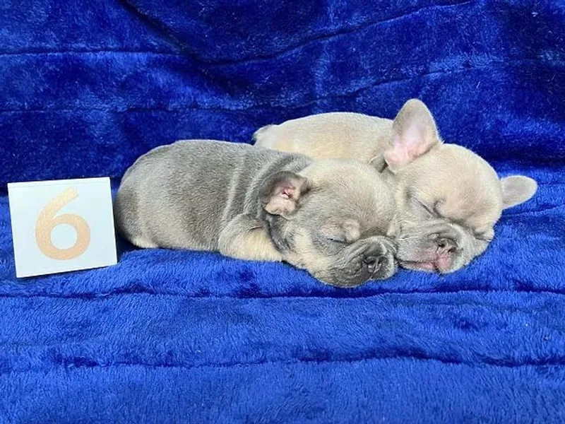 Clover Meadow Frenchies