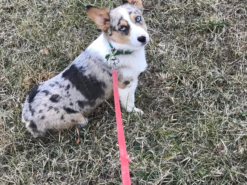 Clover Meadows Farm Corgis