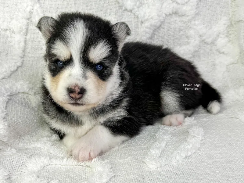 Clover Ridge Pomskies