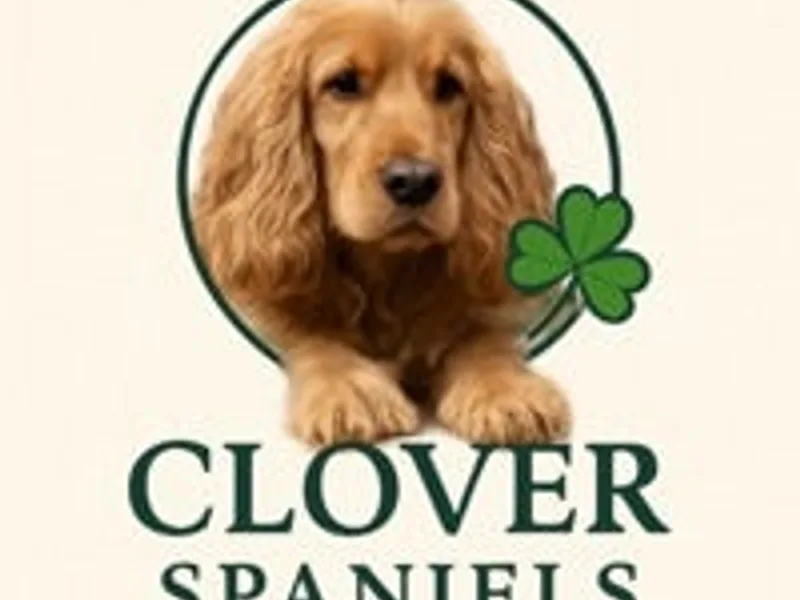 clover spaniels photo 1