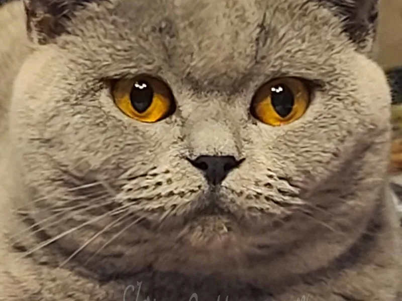 Clovercattery photo 1