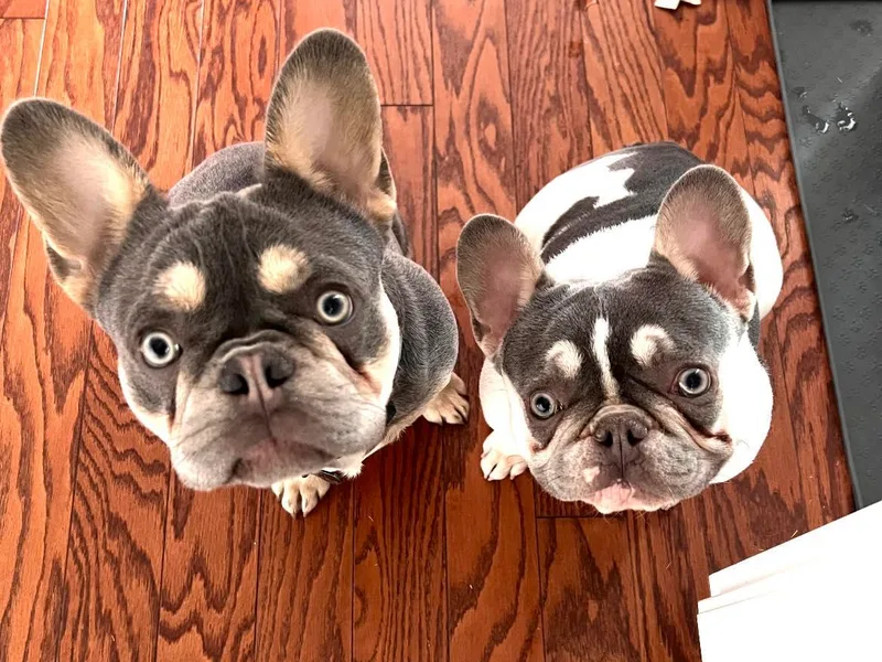 Cloverleaf Frenchies