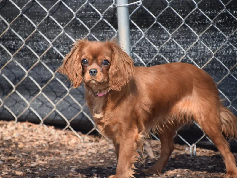 Cloverleaf K9 Connections