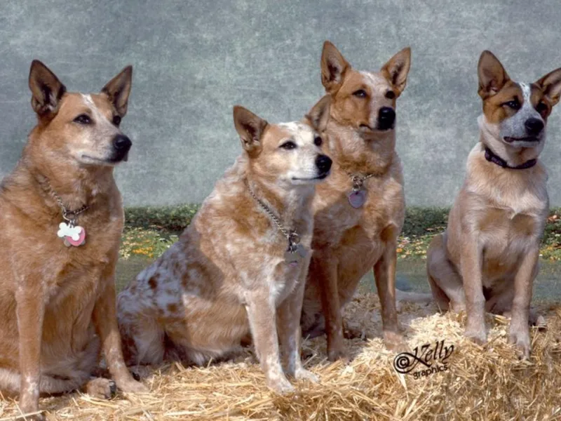 CLS Australian Cattle Dogs