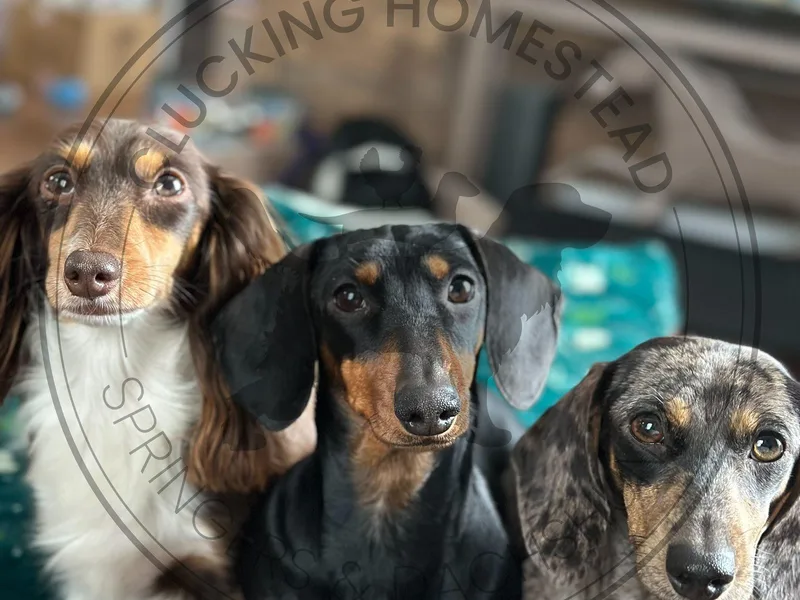 Clucking Homestead Springers &amp; Dachshunds