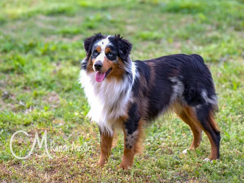 CM Ranch Aussies