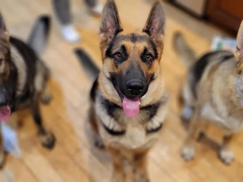 CMK GERMAN SHEPHERD DOGS
