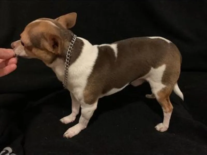 CMW Interstellar Kennel