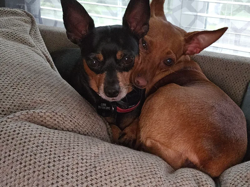 CNY Miniature Pinschers