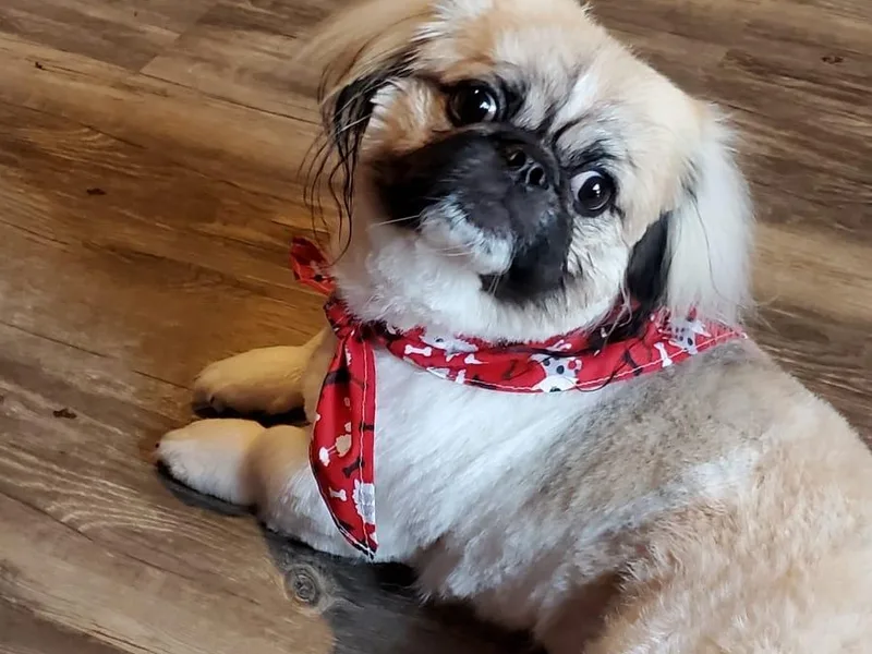 Co Co's Pekingese Puppies
