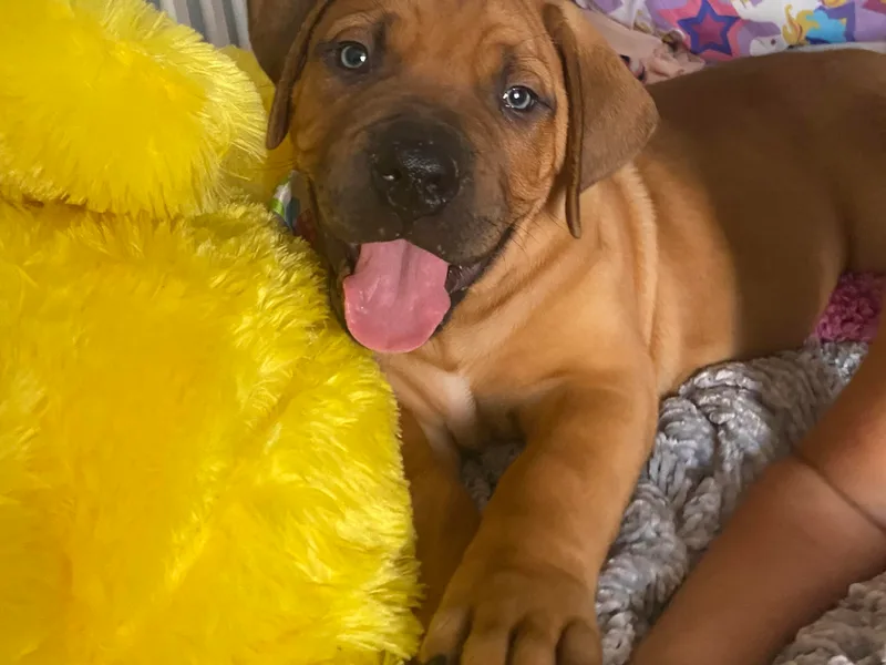 Coachella So Cal Boerboels