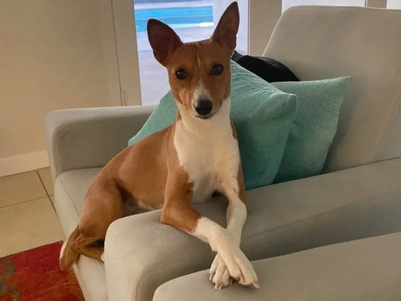 Coachella Valley Basenjis