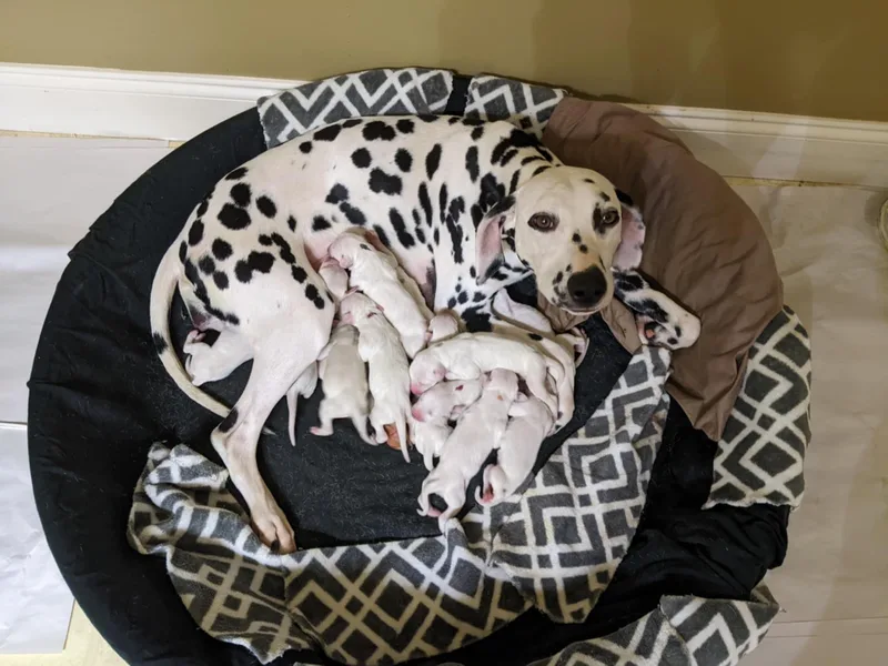 Coachside Dalmatians