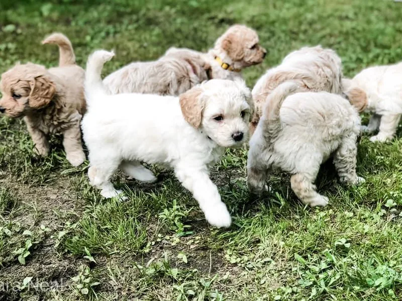 Coal Country Doodles