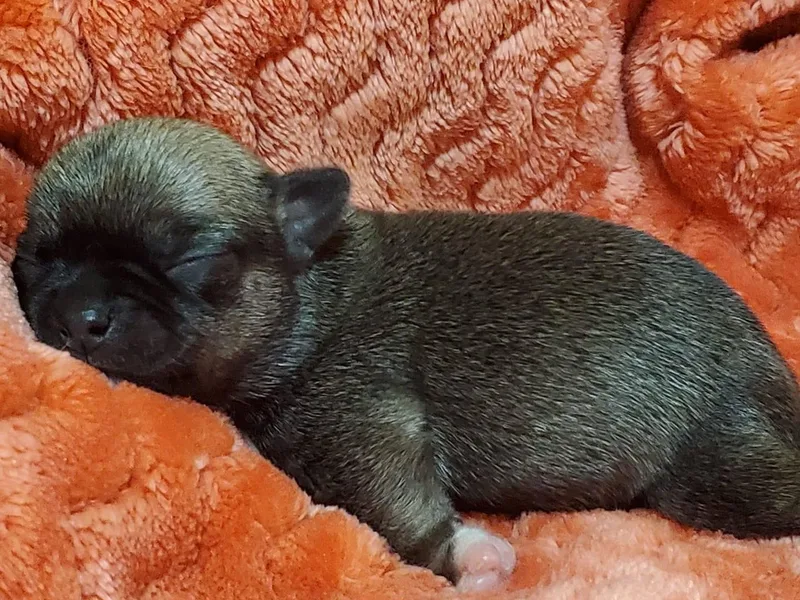 Coal Creek Chihuahuas