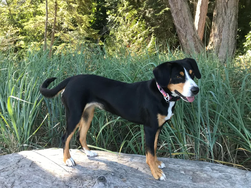 Coast Mountain Entlebuchers photo 1