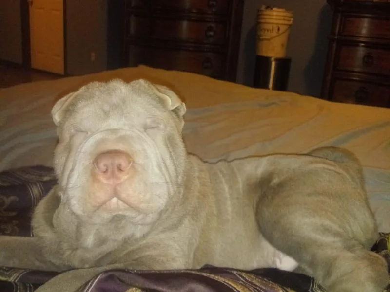 Coast2Coast Sharpei
