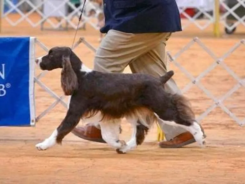 Coastal English Springers