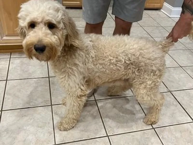 Coastal Georgia Exotics