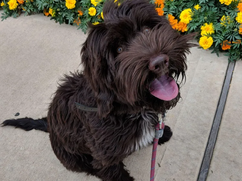 Coastal Labradoodles