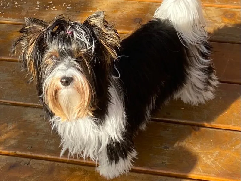 Coastal Maine Biewer Terriers