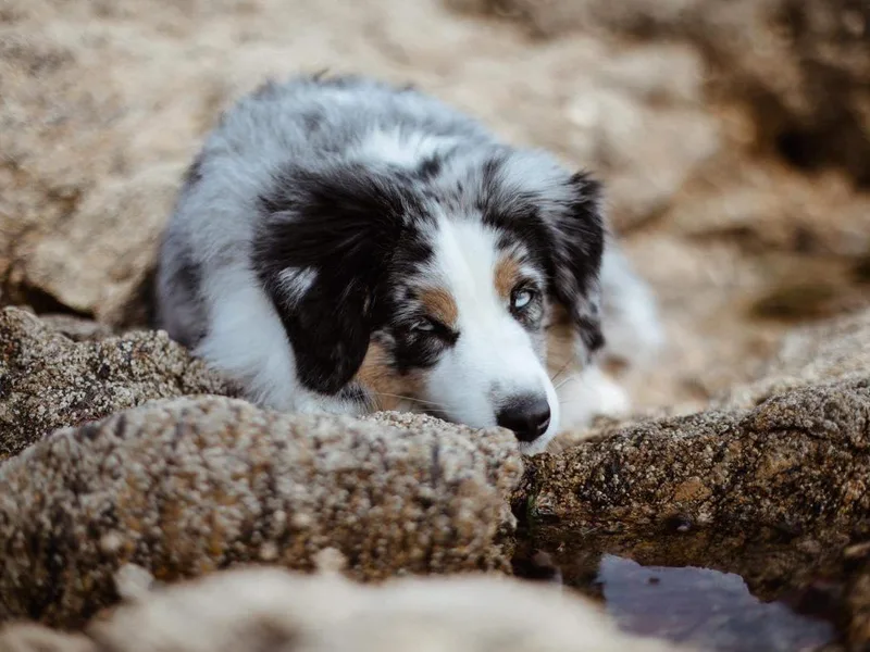 Coastal’s Miniature American Shepherds