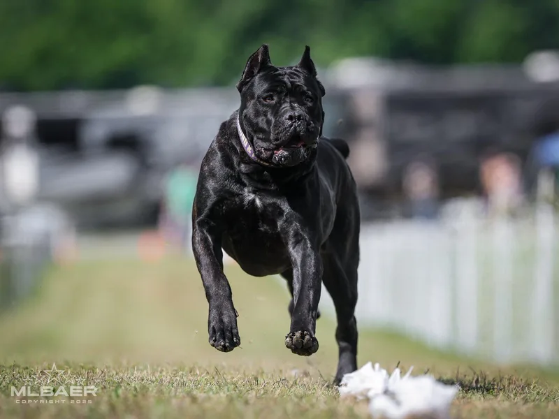 Coastal View Kennels