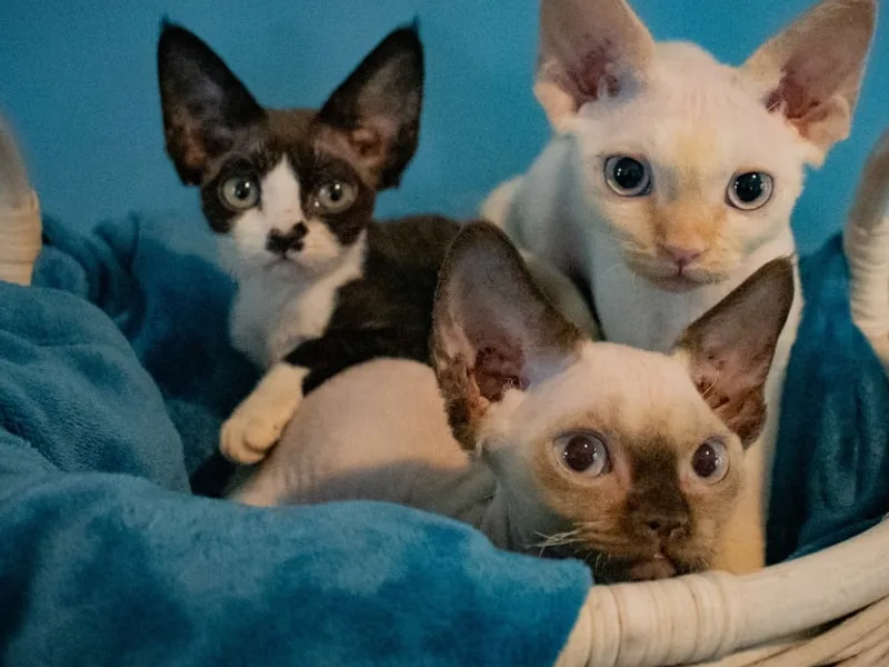 CoastalPurrs photo 1