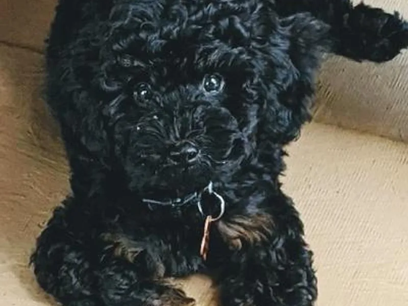 Coats &amp; Tails Dog