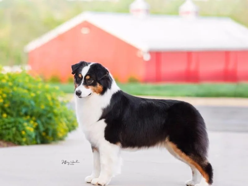 Cobbercrest Australian Shepherds