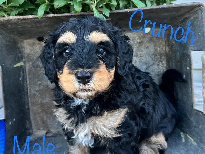 Cobble Creek Puppies