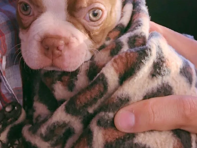 Cobbler Street Boston Terriers