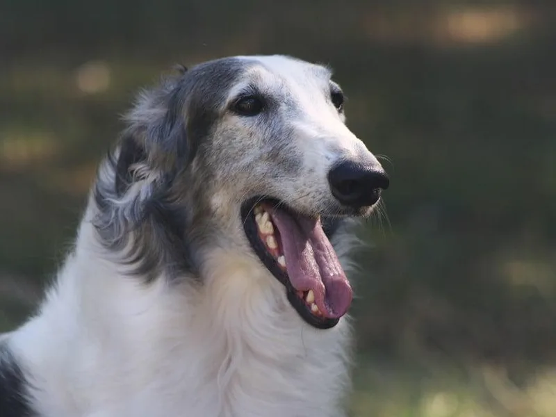 Coburn Borzoi's