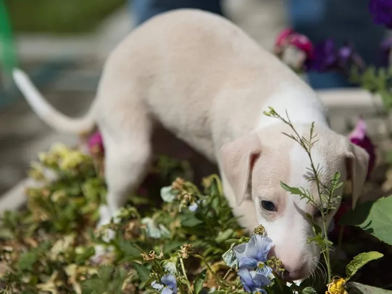 Coccolare Italian Greyhounds