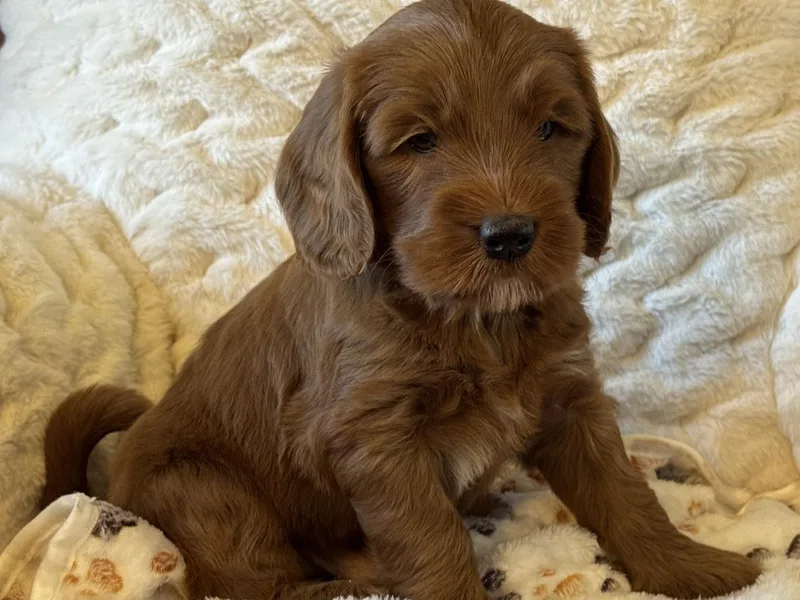 Cockadoodle Poo Puppies