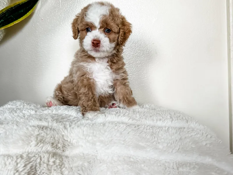 Cockapoo Puppies and Co.