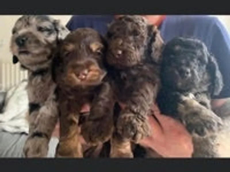 Cockapoo World LTD photo 1