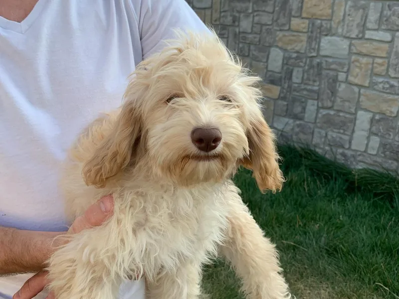 Cockapoos in Training