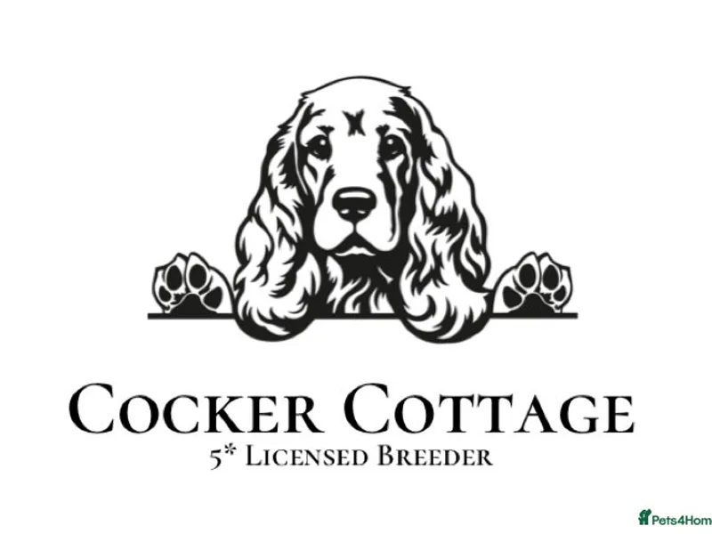 Cocker Cottage  photo 1