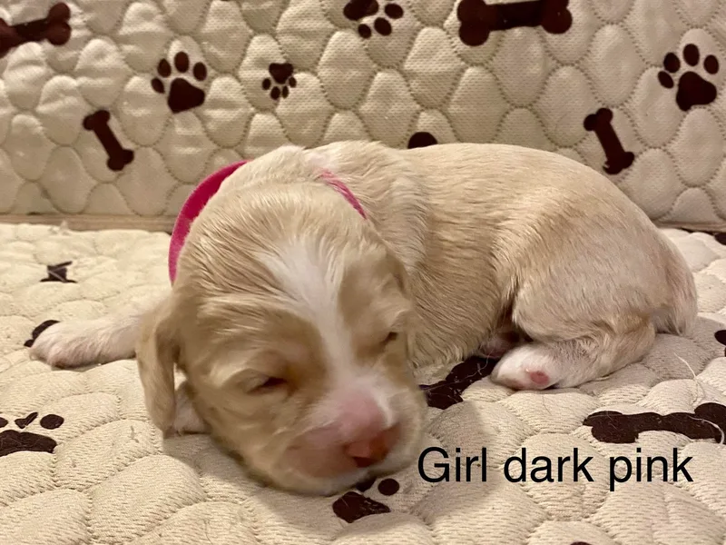 Cocker Eclipse In Home Kennel