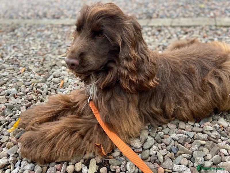 Cocker Spaniel Dogs  photo 1