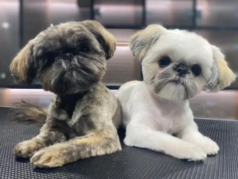 Cocktail Shih Tzu