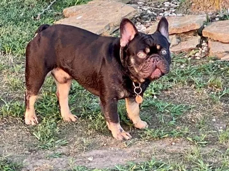 Coco’s Frenchies