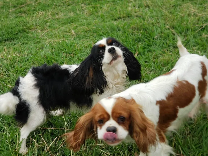 Cocoa Cavaliers