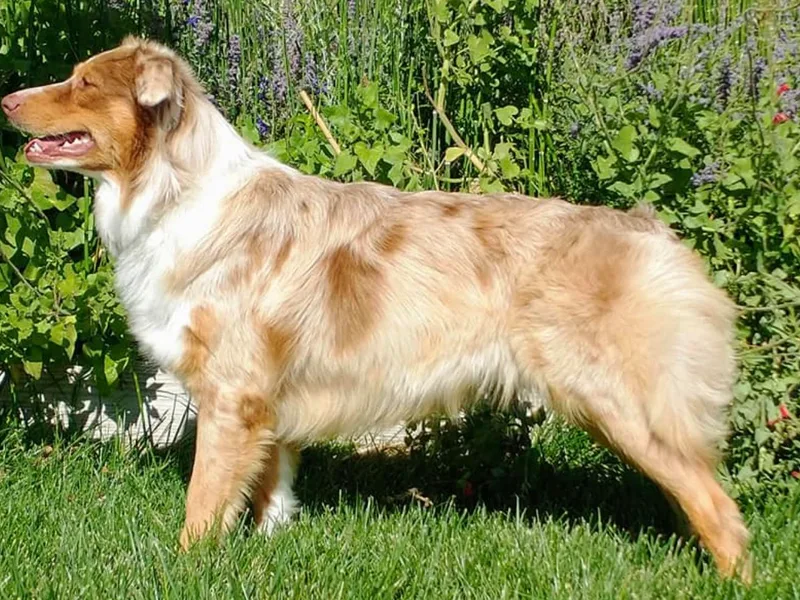 Code Red Australian Shepherds photo 1